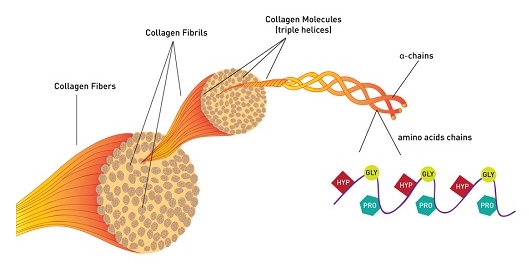 Collagen là gì?