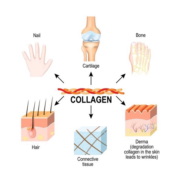 Phân loại collagen