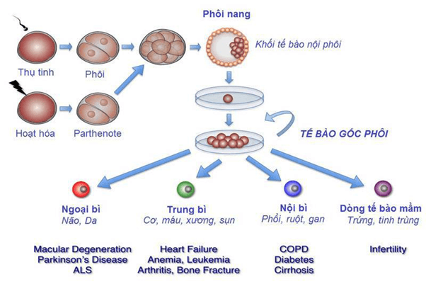 tăng sinh và biệt hóa tế bào gốc