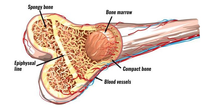 BM-MSC ẩn chứa tiềm năng trong việc chữa trị cho nhiều căn bệnh nan y.