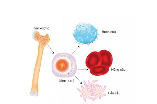 Ghép tế bào gốc và ghép tủy xương trong điều trị ung thư.