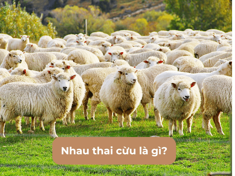 nhau thai cừu là gì? công dụng của nhau thai cừu