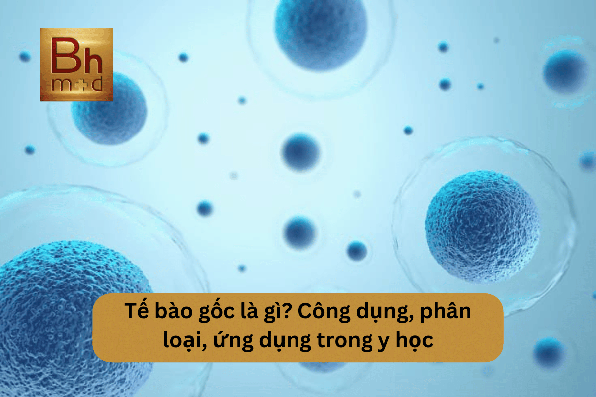 tế bào gốc là gì