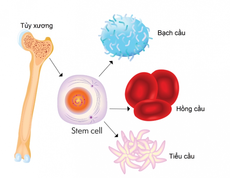 Tế bào gốc tủy xương