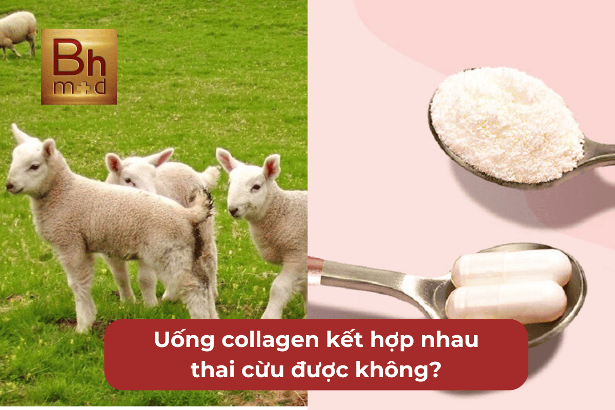 Vừa uống nhau thai cừu vừa uống collagen được không Giải đáp với Bhmed