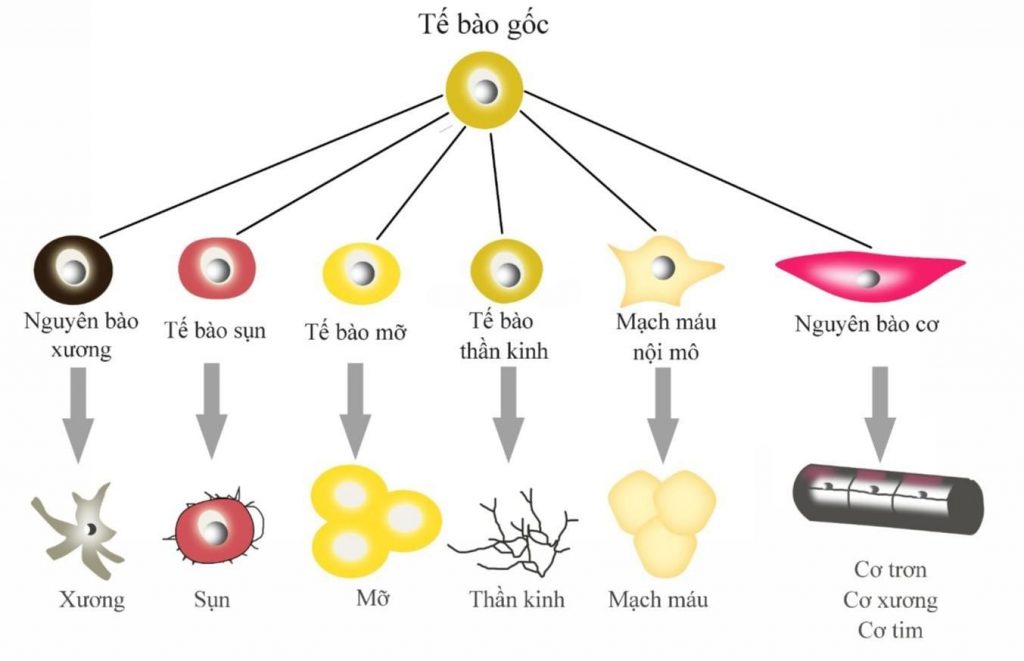 Tế bào gốc có khả năng biệt hóa vô cùng đặc biệt