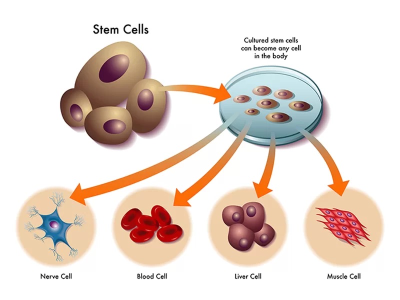 Tế bào gốc có thể biệt hóa thành nhiều tế bào chức năng trong cơ thể