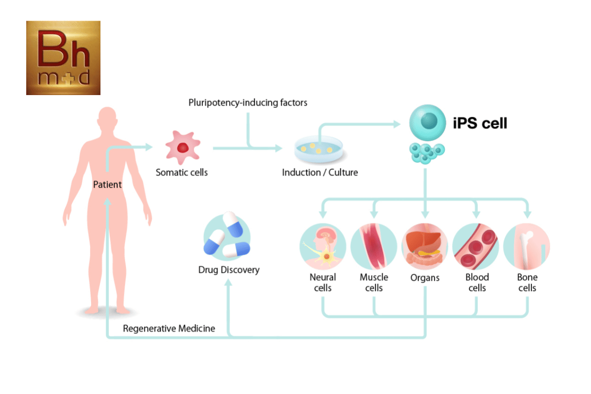 Tế bào gốc vạn năng iPS cell