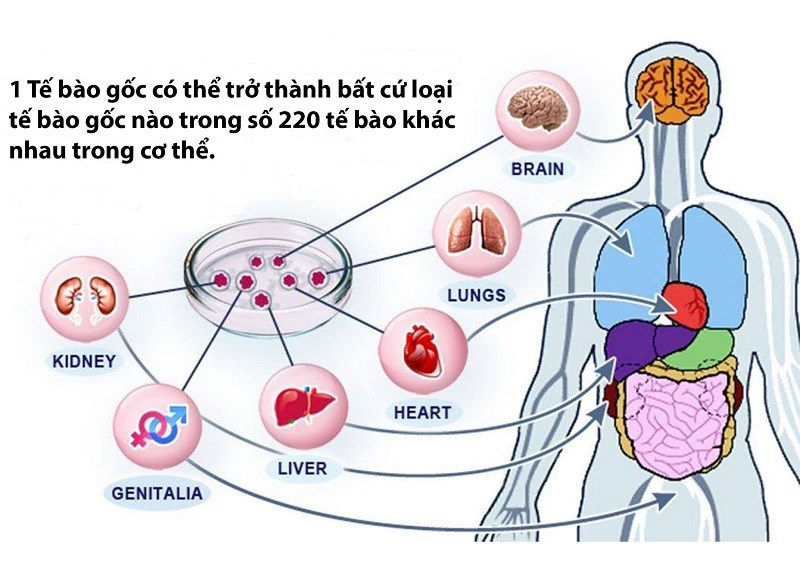 Biệt hóa tế bào gốc là gì?