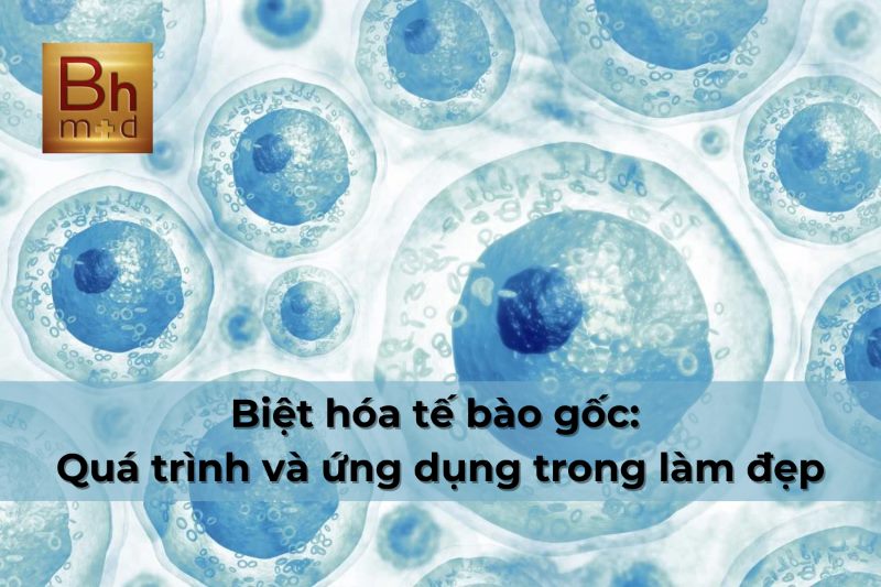 Biệt hóa tế bào gốc