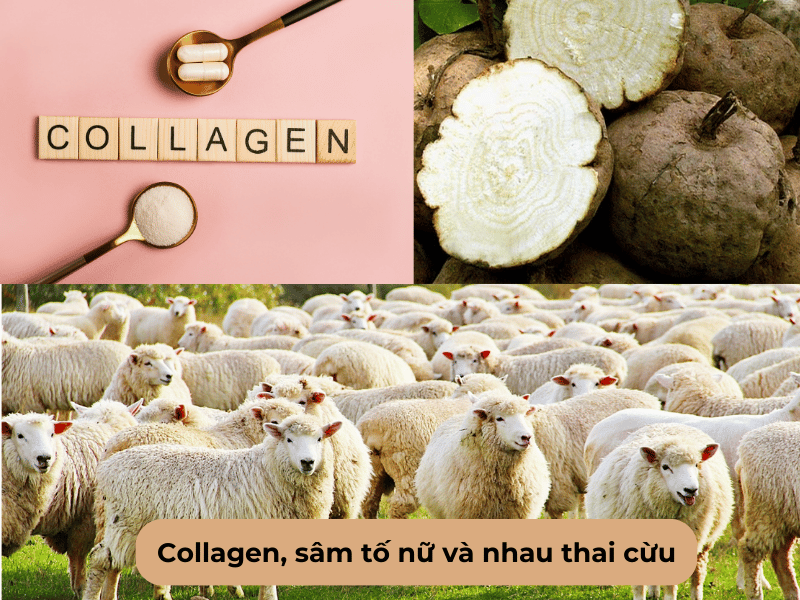 Collagen, sâm tố nữ và nhau thai cừu