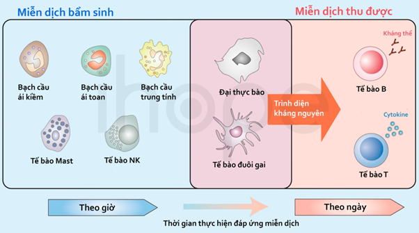 Hệ miễn dịch bẩm sinh