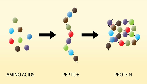 Peptide là gì?