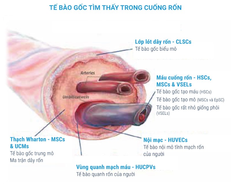 Các loại tế bào gốc trong mô dây rốn