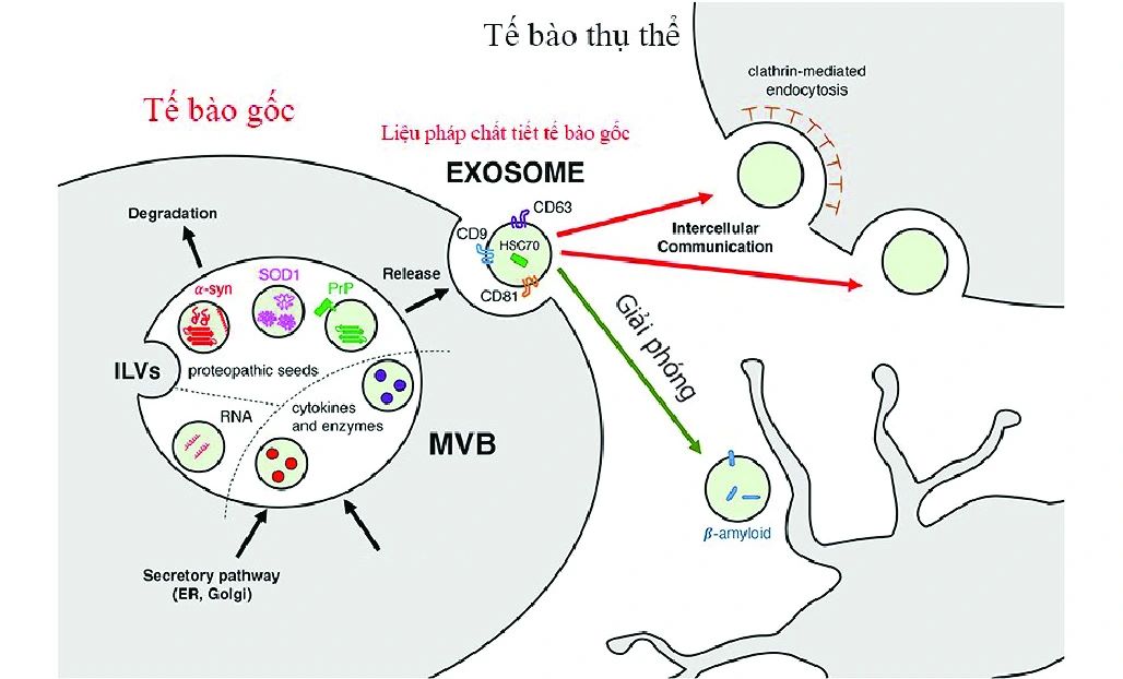 Cơ chế hoạt động của exosomes