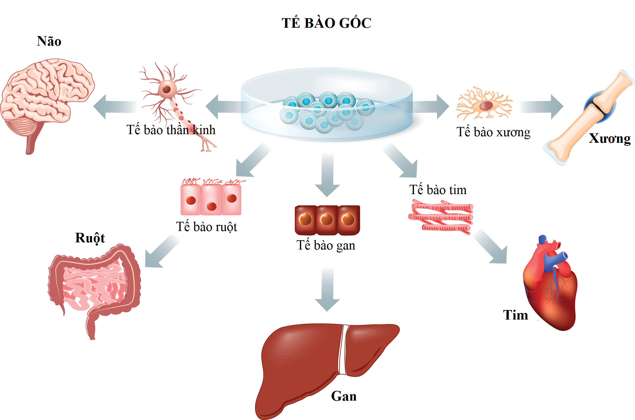 Khả năng biệt hoá thành các tế bào khác của tế bào gốc màng bánh nhau