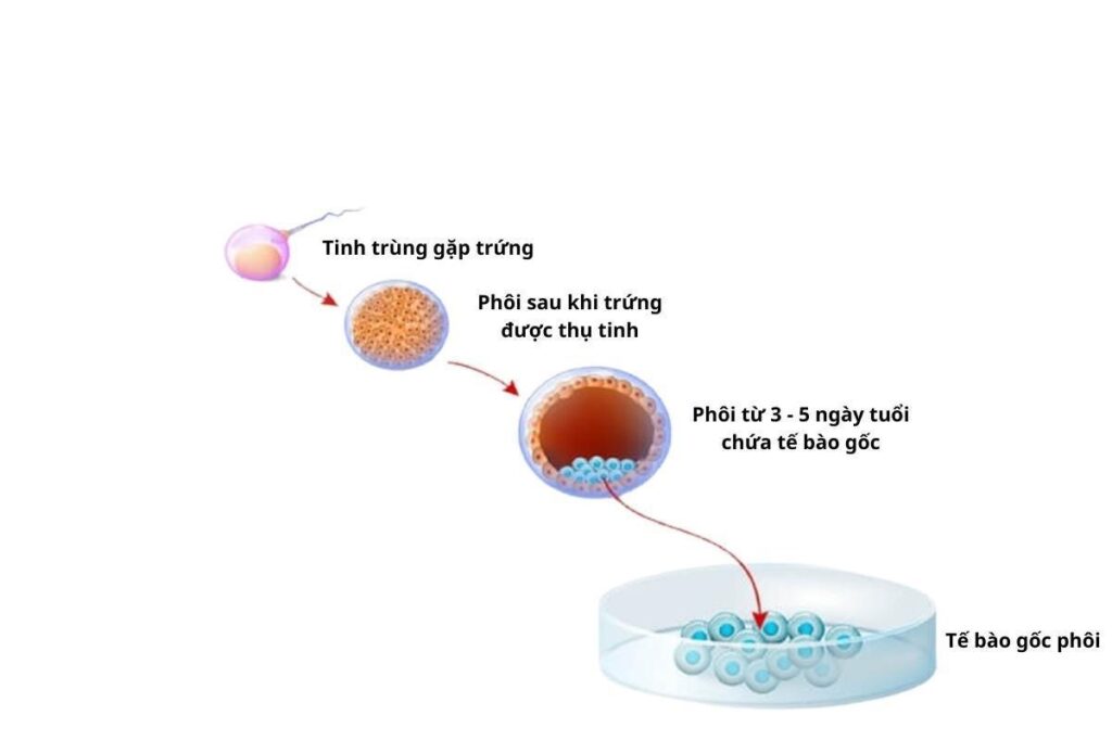 Phân biệt các loại tế bào gốc phổ biến hiện hay